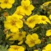 Gold Star Shrubby Cinquefoil (Potentilla Fruticosa) - 1 Gallon Pot
