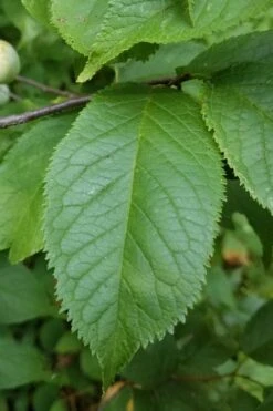 American Wild Plum Tree (Prunus Americana) - 1 Gallon Pot 14 American Wild Plum Tree (Prunus Americana) - 1 Gallon Pot -Garden Plant Shop prunus americana american wild plum tree 10 1