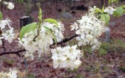 American Wild Plum Tree (Prunus Americana) - 1 Gallon Pot 15 American Wild Plum Tree (Prunus Americana) - 1 Gallon Pot -Garden Plant Shop prunus americana american wild plum tree 11 1