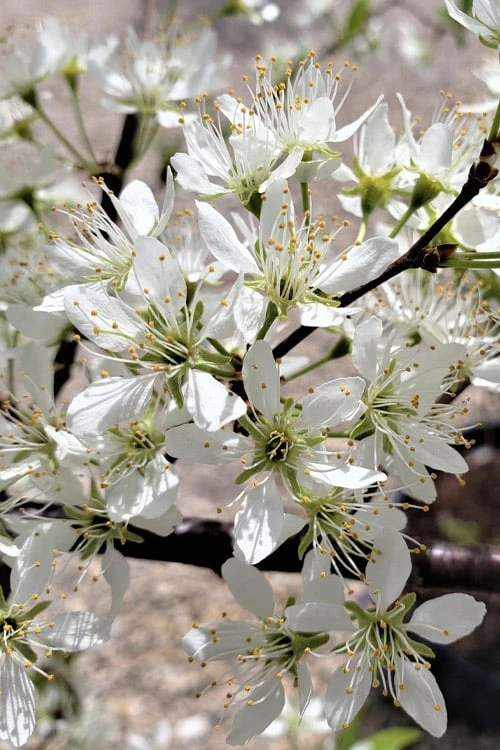 American Wild Plum Tree (Prunus Americana) - 3 Gallon Pot 4 American Wild Plum Tree (Prunus Americana) - 3 Gallon Pot - Image 4