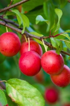 American Wild Plum Tree (Prunus Americana) - 1 Gallon Pot 12 American Wild Plum Tree (Prunus Americana) - 1 Gallon Pot -Garden Plant Shop prunus americana american wild plum tree 6 1
