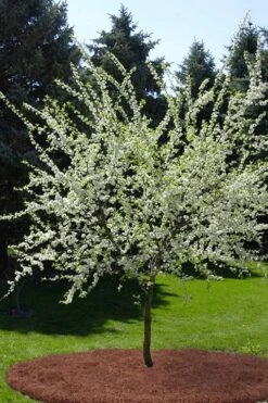 American Wild Plum Tree (Prunus Americana) - 3 Gallon Pot 13 American Wild Plum Tree (Prunus Americana) - 3 Gallon Pot -Garden Plant Shop prunus americana american wild plum tree 9