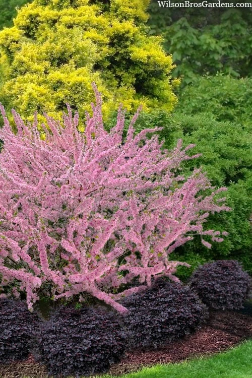 Pink Flowering Afghan Bush Cherry (Prunus Jacquemontii) - 3 Gallon Pot 1 Pink Flowering Afghan Bush Cherry (Prunus Jacquemontii) - 3 Gallon Pot
