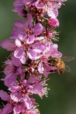 Pink Flowering Afghan Bush Cherry (Prunus Jacquemontii) - 3 Gallon Pot 8 Pink Flowering Afghan Bush Cherry (Prunus Jacquemontii) - 3 Gallon Pot -Garden Plant Shop prunus jaquemonti afghan bush cherry 1