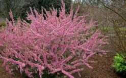 Pink Flowering Afghan Bush Cherry (Prunus Jacquemontii) - 3 Gallon Pot 9 Pink Flowering Afghan Bush Cherry (Prunus Jacquemontii) - 3 Gallon Pot -Garden Plant Shop prunus jaquemonti afghan bush cherry 6