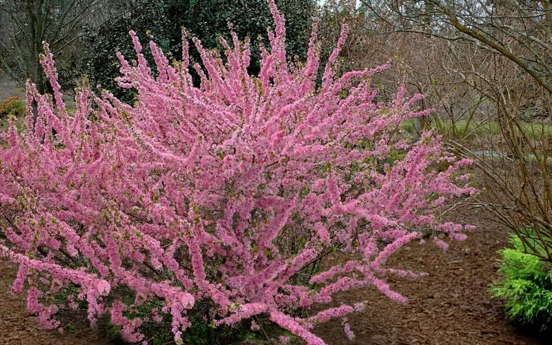 Pink Flowering Afghan Bush Cherry (Prunus Jacquemontii) - 3 Gallon Pot 5 Pink Flowering Afghan Bush Cherry (Prunus Jacquemontii) - 3 Gallon Pot - Image 5