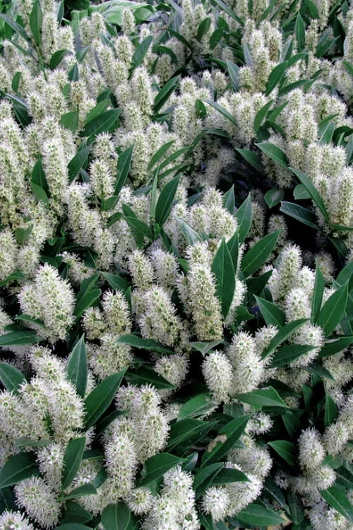 Otto Luyken English Laurel (Prunus Laurocersasus) - 6 Pack Of 1 Gallon Pots 5 Otto Luyken English Laurel (Prunus Laurocersasus) - 6 Pack Of 1 Gallon Pots - Image 5