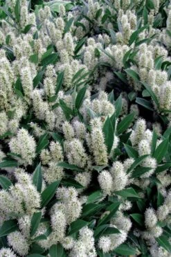 Otto Luyken English Laurel (Prunus Laurocersasus) - 1 Gallon Pot 10 Otto Luyken English Laurel (Prunus Laurocersasus) - 1 Gallon Pot -Garden Plant Shop prunus laurocerasus otto luyken laurel 1