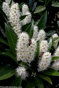 Otto Luyken English Laurel (Prunus Laurocersasus) - 6 Pack Of 1 Gallon Pots 9 Otto Luyken English Laurel (Prunus Laurocersasus) - 6 Pack Of 1 Gallon Pots -Garden Plant Shop prunus laurocerasus otto luyken laurel 3 1