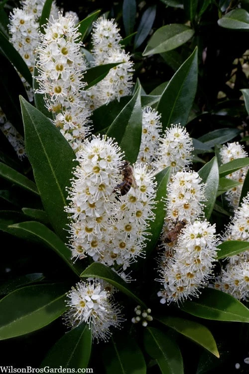 Otto Luyken English Laurel (Prunus Laurocersasus) - 1 Gallon Pot 4 Otto Luyken English Laurel (Prunus Laurocersasus) - 1 Gallon Pot - Image 4