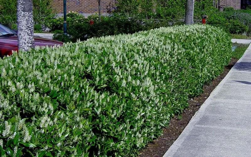 Otto Luyken English Laurel (Prunus Laurocersasus) - 6 Pack Of 1 Gallon Pots 6 Otto Luyken English Laurel (Prunus Laurocersasus) - 6 Pack Of 1 Gallon Pots - Image 6