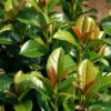Volcano English Cherry Laurel (Prunus Laurocersasus) - 1 Gallon Pot