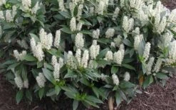 Zabel Laurel (Prunus Laurocersasus 'Zabeliana') - 6 Pack Of 1 Gallon Pots -Garden Plant Shop prunus laurocerasus zabeliana zabel cherry laurel 1 1