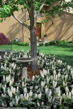 Zabel Laurel (Prunus Laurocersasus 'Zabeliana') - 1 Gallon Pot -Garden Plant Shop prunus laurocerasus zabeliana zabel cherry laurel 2