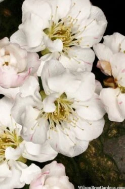 Fragrant Snow Japanese Flowering Apricot (Prunus Mume) - 3 Gallon Pot 8 Fragrant Snow Japanese Flowering Apricot (Prunus Mume) - 3 Gallon Pot -Garden Plant Shop prunus mume fragrant snow japanese flowering apricot 10