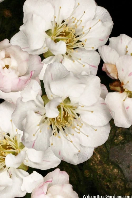 Fragrant Snow Japanese Flowering Apricot (Prunus Mume) - 3 Gallon Pot 3 Fragrant Snow Japanese Flowering Apricot (Prunus Mume) - 3 Gallon Pot - Image 3