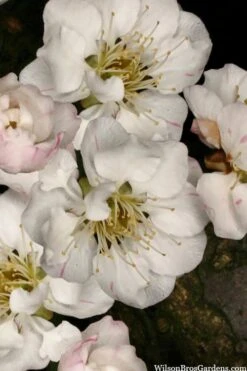 Fragrant Snow Japanese Flowering Apricot (Prunus Mume) - 2 Gallon Pot 11 Fragrant Snow Japanese Flowering Apricot (Prunus Mume) - 2 Gallon Pot -Garden Plant Shop prunus mume fragrant snow japanese flowering apricot 2 1