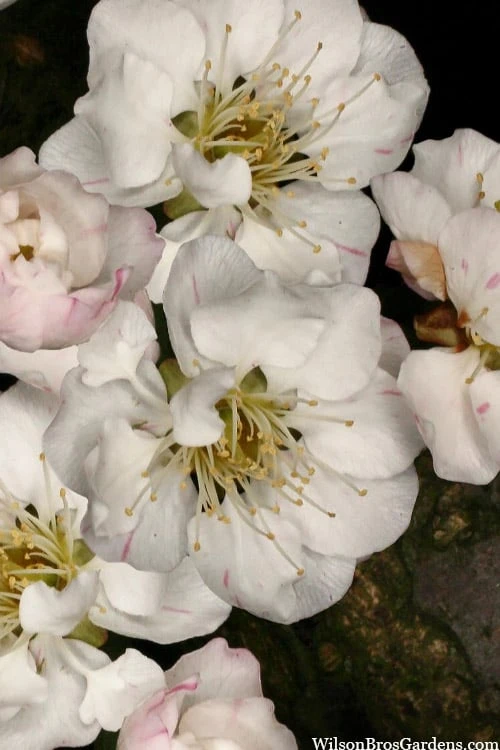 Fragrant Snow Japanese Flowering Apricot (Prunus Mume) - 3 Gallon Pot 6 Fragrant Snow Japanese Flowering Apricot (Prunus Mume) - 3 Gallon Pot - Image 6