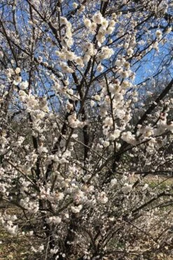 Fragrant Snow Japanese Flowering Apricot (Prunus Mume) - 3 Gallon Pot 10 Fragrant Snow Japanese Flowering Apricot (Prunus Mume) - 3 Gallon Pot -Garden Plant Shop prunus mume fragrant snow japanese flowering apricot 6