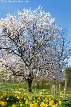 Fragrant Snow Japanese Flowering Apricot (Prunus Mume) - 2 Gallon Pot 9 Fragrant Snow Japanese Flowering Apricot (Prunus Mume) - 2 Gallon Pot -Garden Plant Shop prunus mume fragrant snow japanese flowering apricot 7 1