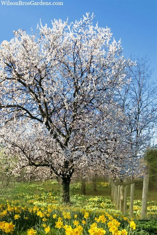 Fragrant Snow Japanese Flowering Apricot (Prunus Mume) - 3 Gallon Pot 4 Fragrant Snow Japanese Flowering Apricot (Prunus Mume) - 3 Gallon Pot - Image 4