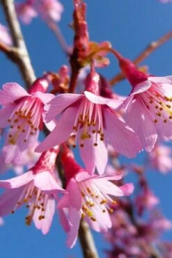 Okame Pink Flowering Cherry Tree - 3 Gallon Pot -Garden Plant Shop prunus okame flowering cherry 4 1