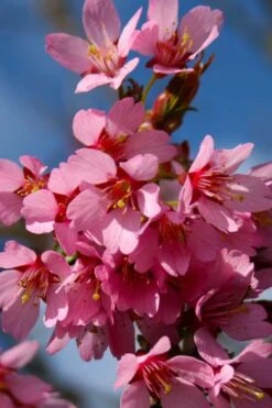Okame Pink Flowering Cherry Tree - 5 Gallon Pot 10 Okame Pink Flowering Cherry Tree - 5 Gallon Pot -Garden Plant Shop prunus okame flowering cherry 6