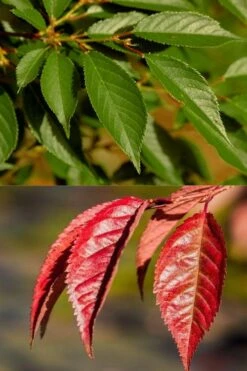 Okame Pink Flowering Cherry Tree - 5 Gallon Pot 11 Okame Pink Flowering Cherry Tree - 5 Gallon Pot -Garden Plant Shop prunus okame flowering cherry 7