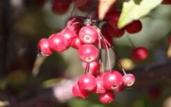 Royal Raindrops Crabapple Tree - 7 Gallon Pot (3-4') 19 Royal Raindrops Crabapple Tree - 7 Gallon Pot (3-4') -Garden Plant Shop prunus royal raindrops crabapple tree 11