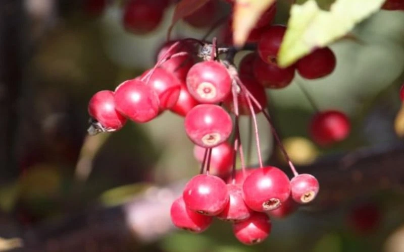 Royal Raindrops Crabapple Tree - 7 Gallon Pot (3-4') 9 Royal Raindrops Crabapple Tree - 7 Gallon Pot (3-4') - Image 9