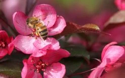 Royal Raindrops Crabapple Tree - 7 Gallon Pot (3-4') 18 Royal Raindrops Crabapple Tree - 7 Gallon Pot (3-4') -Garden Plant Shop prunus royal raindrops crabapple tree 12