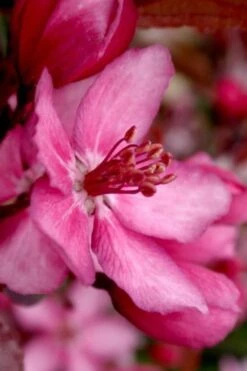 Royal Raindrops Crabapple Tree - 7 Gallon Pot (3-4') 17 Royal Raindrops Crabapple Tree - 7 Gallon Pot (3-4') -Garden Plant Shop prunus royal raindrops crabapple tree 13