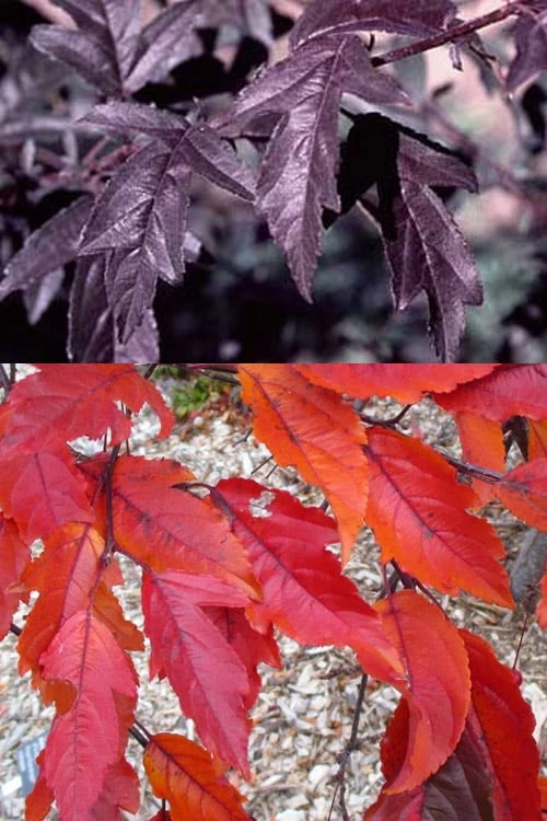 Royal Raindrops Crabapple Tree - 7 Gallon Pot (3-4') 10 Royal Raindrops Crabapple Tree - 7 Gallon Pot (3-4') - Image 10