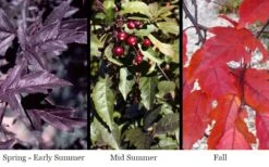 Royal Raindrops Crabapple Tree - 7 Gallon Pot (3-4') 15 Royal Raindrops Crabapple Tree - 7 Gallon Pot (3-4') -Garden Plant Shop prunus royal raindrops crabapple tree 16