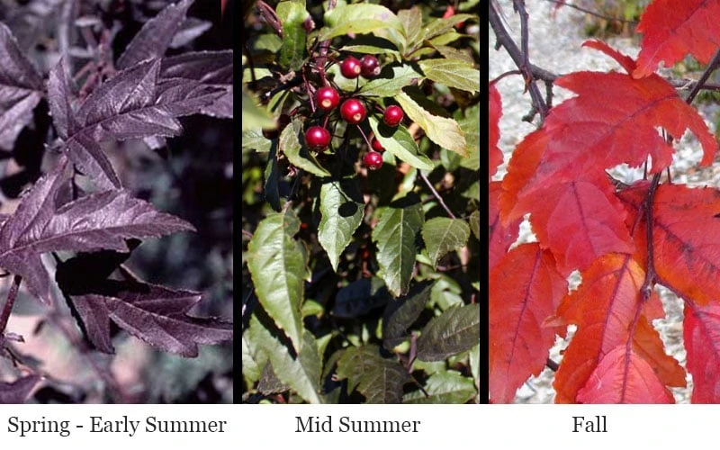 Royal Raindrops Crabapple Tree - 7 Gallon Pot (3-4') 5 Royal Raindrops Crabapple Tree - 7 Gallon Pot (3-4') - Image 5