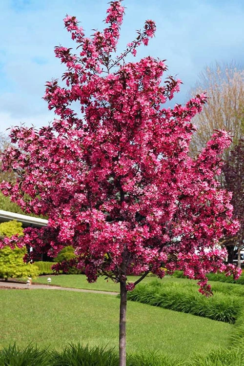 Royal Raindrops Crabapple Tree - 7 Gallon Pot (3-4') 11 Royal Raindrops Crabapple Tree - 7 Gallon Pot (3-4') - Image 11