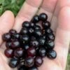 Wild Black Cherry Tree - 1 Gallon Pot