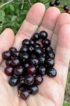 Wild Black Cherry Tree - 1 Gallon Pot
