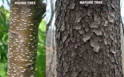 Wild Black Cherry Tree - 1 Gallon Pot -Garden Plant Shop prunus serotina wild black cherry tree 10 1