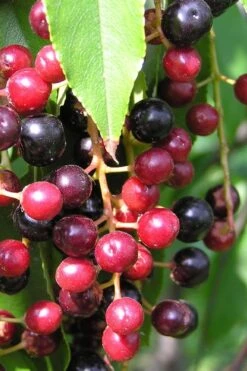 Wild Black Cherry Tree - 3 Gallon Pot -Garden Plant Shop prunus serotina wild black cherry tree 4 2