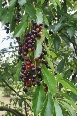 Wild Black Cherry Tree - 1 Gallon Pot -Garden Plant Shop prunus serotina wild black cherry tree 5 1
