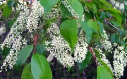 Wild Black Cherry Tree - 3 Gallon Pot -Garden Plant Shop prunus serotina wild black cherry tree 8 2