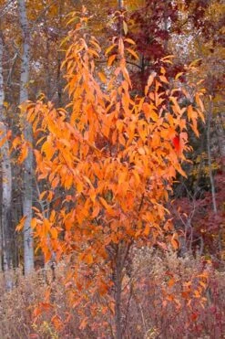 Wild Black Cherry Tree - 3 Pack Of 1.5 Quart Pots 18 Wild Black Cherry Tree - 3 Pack Of 1.5 Quart Pots -Garden Plant Shop prunus serotina wild black cherry tree 9