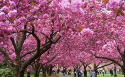 Kwanzan Pink Double Flowering Cherry Tree - 2 Gallon Pot 13 Kwanzan Pink Double Flowering Cherry Tree - 2 Gallon Pot -Garden Plant Shop prunus serrulata kwansan flowering cherry 10