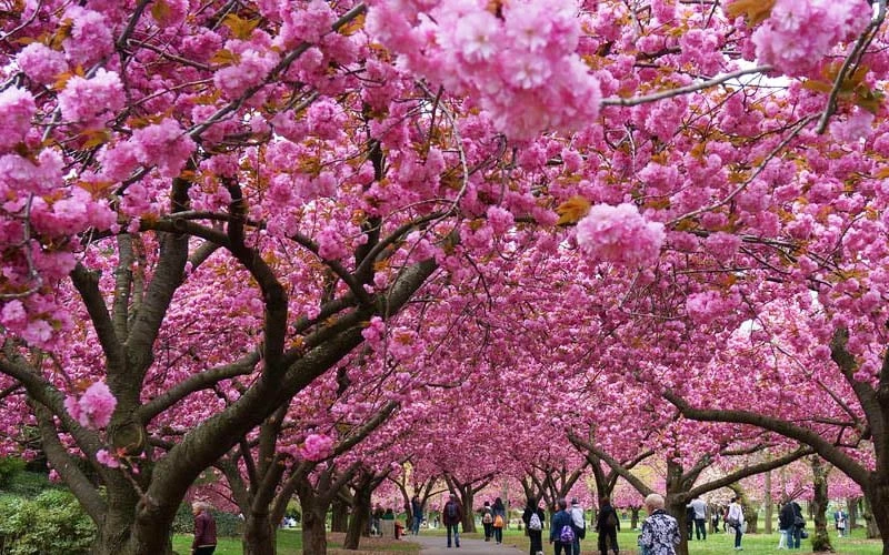 Kwanzan Pink Double Flowering Cherry Tree - 2 Gallon Pot 7 Kwanzan Pink Double Flowering Cherry Tree - 2 Gallon Pot - Image 7