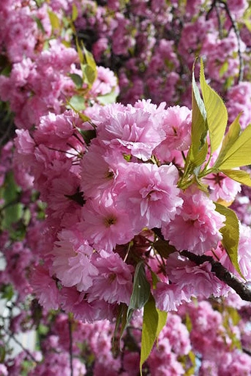 Kwanzan Pink Double Flowering Cherry Tree - 3 Gallon Pot 4 Kwanzan Pink Double Flowering Cherry Tree - 3 Gallon Pot - Image 4