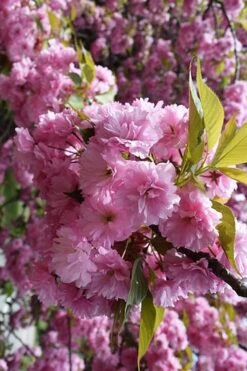 Kwanzan Pink Double Flowering Cherry Tree - 2 Gallon Pot 10 Kwanzan Pink Double Flowering Cherry Tree - 2 Gallon Pot -Garden Plant Shop prunus serrulata kwansan flowering cherry 13