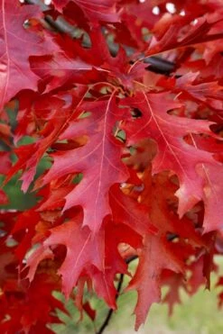Scarlet Oak Tree (Quercus Coccinea) - 3 Gallon Pot -Garden Plant Shop quercus coccinea scarlet oak 11