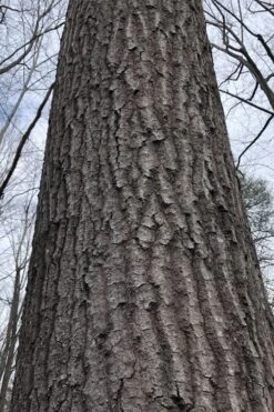 Scarlet Oak Tree (Quercus Coccinea) - 3 Gallon Pot -Garden Plant Shop quercus coccinea scarlet oak bark trunk 11