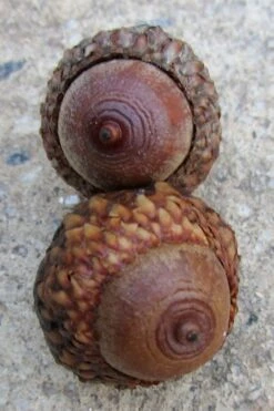 Scarlet Oak Tree (Quercus Coccinea) - 3 Gallon Pot -Garden Plant Shop quercus coccinea scarlet oak tree acorns